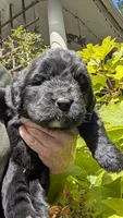 Arthur, a male Newfoundland for sale in Cleveland, OH – 6 of 6
