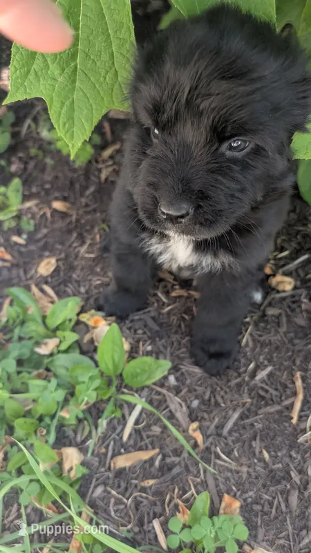 Luna – Newfoundland puppy for sale in Cleveland, OH