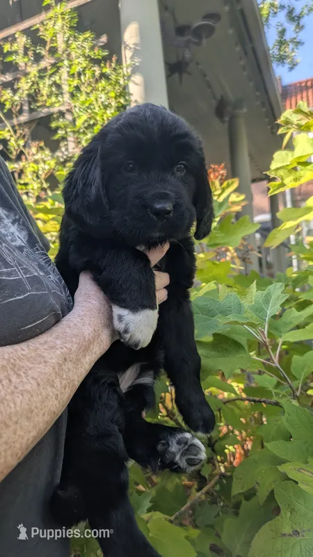 Avia – Newfoundland puppy for sale in Cleveland, OH