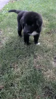 George, a male Newfoundland for sale in Cleveland, OH – 4 of 6