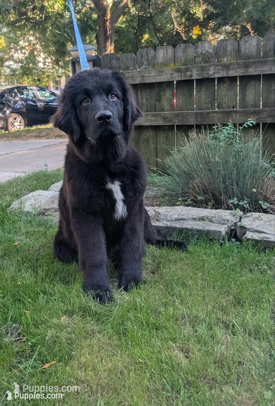 Saul – Newfoundland puppy for sale in Cleveland, OH