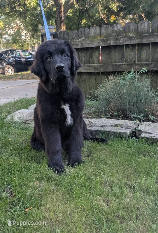 Saul – Newfoundland puppy for sale in Cleveland, OH