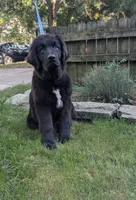 Saul, a male Newfoundland for sale in Cleveland, OH – 2 of 4