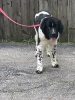 Sophie , a female Newfoundland for sale in Cleveland, OH – 9 of 10