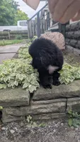 Puppertin, a male Newfoundland for sale in Cleveland, OH – 6 of 8