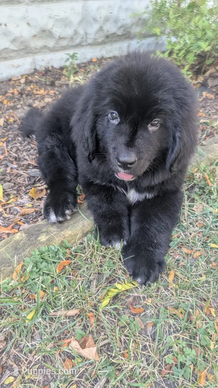 Arthur – Newfoundland puppy for sale in Cleveland, OH