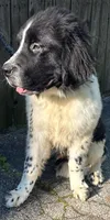 Johnny , a male Newfoundland for sale in Cleveland, OH – 1 of 3