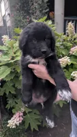 Forrest, a male Newfoundland for sale in Cleveland, OH – 5 of 8