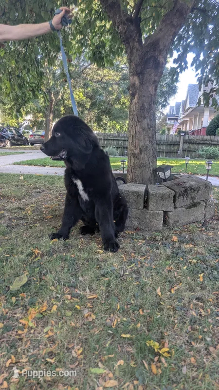 Sammy – Newfoundland puppy for sale in Cleveland, OH
