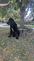 Sammy, a male Newfoundland for sale in Cleveland, OH – 2 of 8