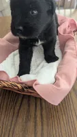 Luna, a female Newfoundland for sale in Cleveland, OH – 4 of 10