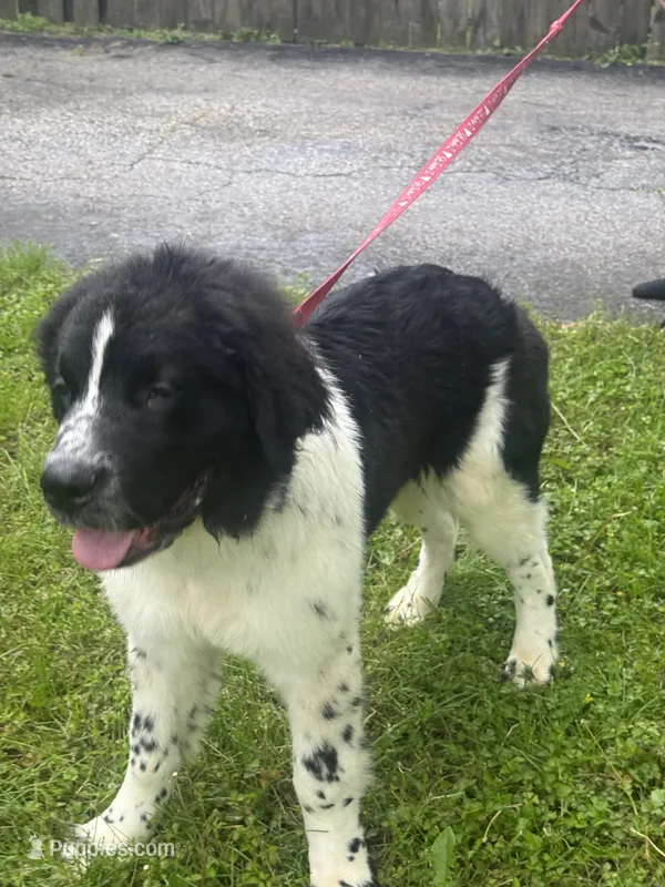 Johnny  – Newfoundland puppy for sale in Cleveland, OH