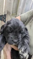 Arthur, a male Newfoundland for sale in Cleveland, OH – 2 of 6