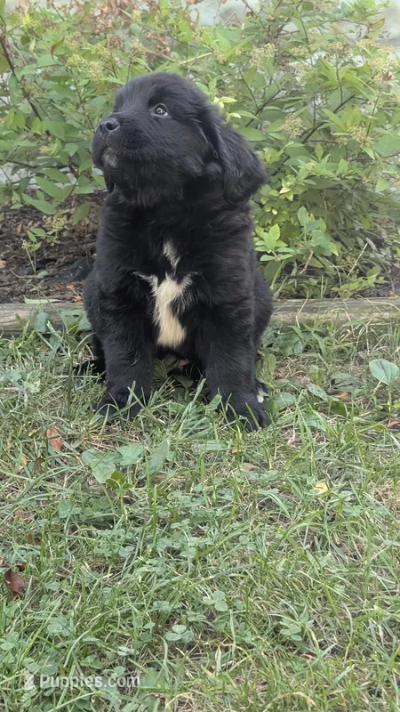 Ava – Newfoundland puppy for sale in Cleveland, OH