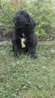 Ava, a female Newfoundland for sale in Cleveland, OH – 2 of 6