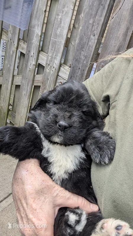Arthur – Newfoundland puppy for sale in Cleveland, OH