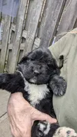 Arthur, a male Newfoundland for sale in Cleveland, OH – 4 of 6