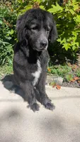 Forrest, a male Newfoundland for sale in Cleveland, OH – 8 of 8