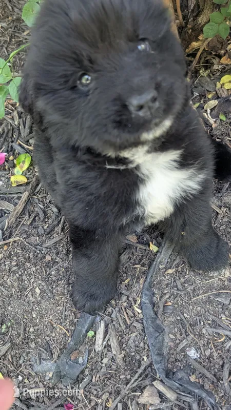 Puppertin – Newfoundland puppy for sale in Cleveland, OH