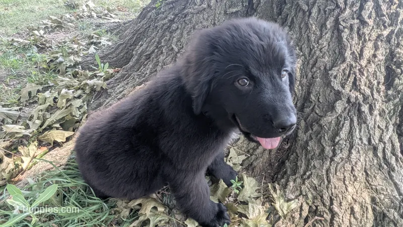 Sammy – Newfoundland puppy for sale in Cleveland, OH