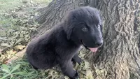 Sammy, a male Newfoundland for sale in Cleveland, OH – 1 of 8
