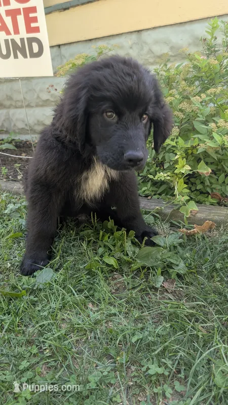 Forrest – Newfoundland puppy for sale in Cleveland, OH