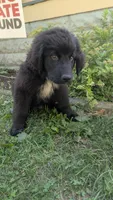 Forrest, a female Newfoundland for sale in Cleveland, OH – 3 of 8