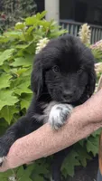 Francesca, a female Newfoundland for sale in Cleveland, OH – 2 of 6