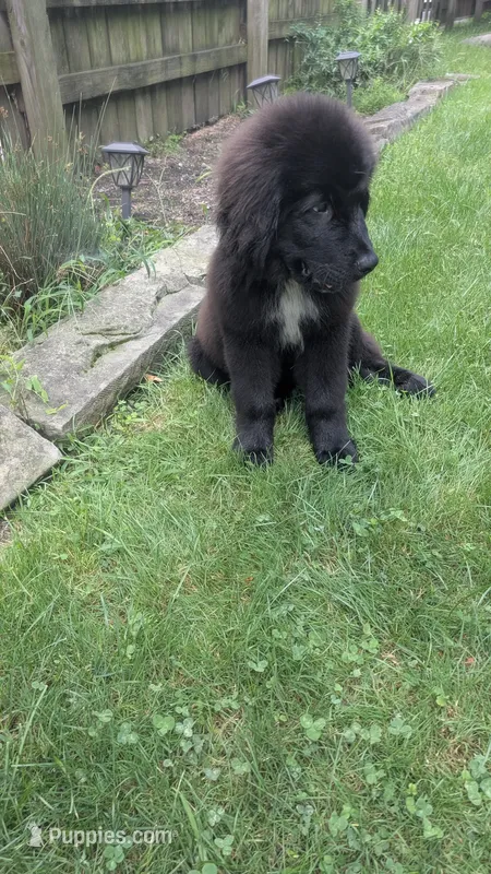 Forrest – Newfoundland puppy for sale in Cleveland, OH