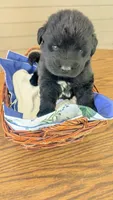 Puppertin, a male Newfoundland for sale in Cleveland, OH – 3 of 5