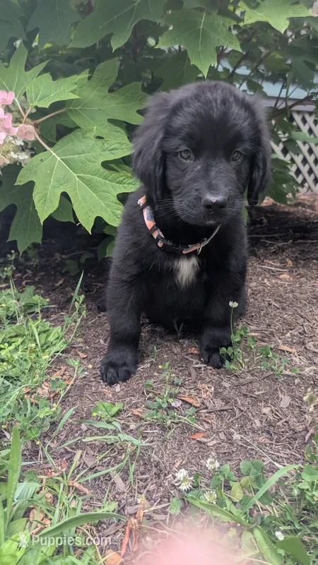 Sammy – Newfoundland puppy for sale in Cleveland, OH