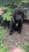Sammy, a male Newfoundland for sale in Cleveland, OH – 3 of 9