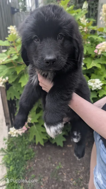 Elias – Newfoundland puppy for sale in Cleveland, OH