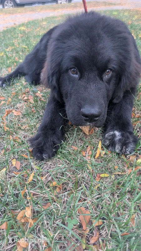 Elias – Newfoundland puppy for sale in Cleveland, OH