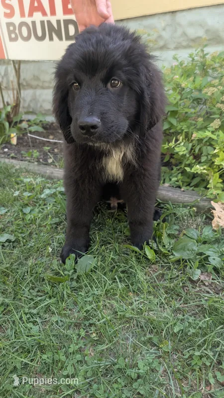 Forrest – Newfoundland puppy for sale in Cleveland, OH