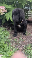 Sammy, a male Newfoundland for sale in Cleveland, OH – 7 of 9