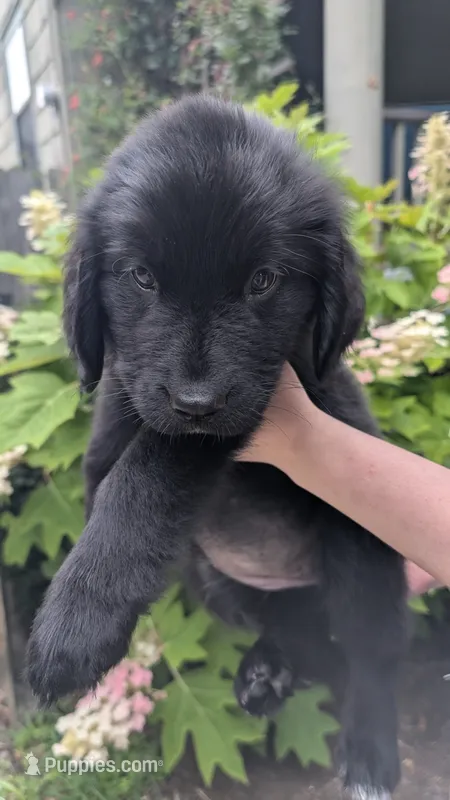 Ruby – Newfoundland puppy for sale in Cleveland, OH