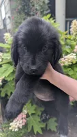 Ruby, a female Newfoundland for sale in Cleveland, OH – 3 of 4