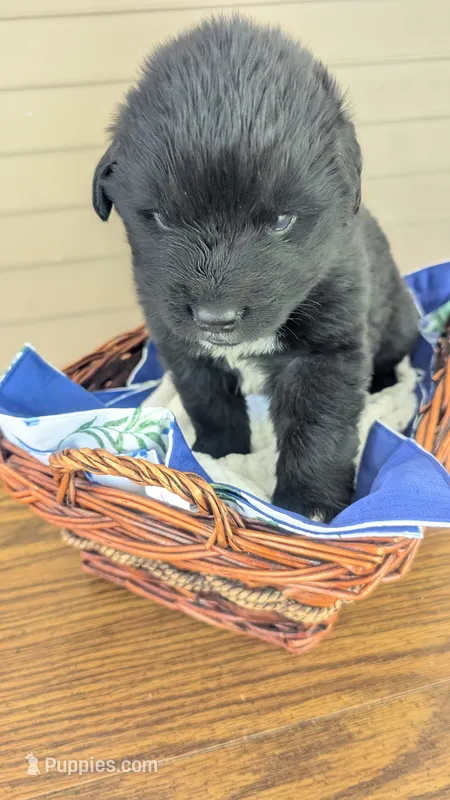 Forrest – Newfoundland puppy for sale in Cleveland, OH
