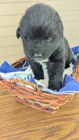 Forrest, a male Newfoundland for sale in Cleveland, OH – 4 of 4