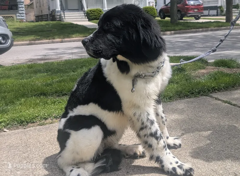 Rosie price reduction  – Newfoundland puppy for sale in Cleveland, OH