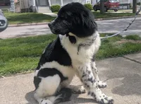 Rosie , a female Newfoundland for sale in Cleveland, OH – 2 of 5