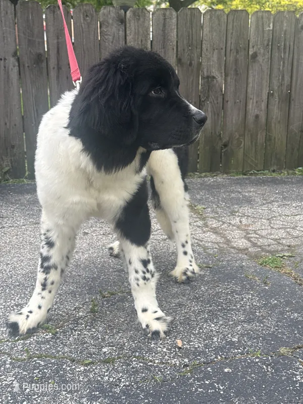 Rosie  – Newfoundland puppy for sale in Cleveland, OH