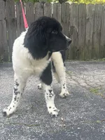 Rosie (hold), a female Newfoundland for sale in Cleveland, OH – 4 of 10