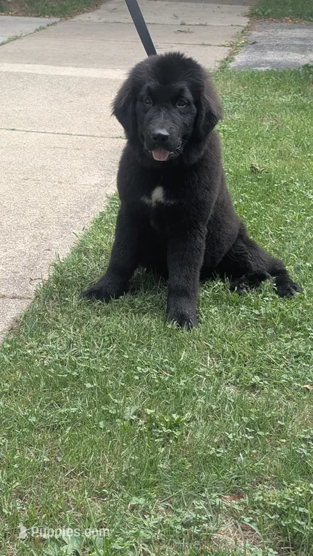 Ruby – Newfoundland puppy for sale in Cleveland, OH