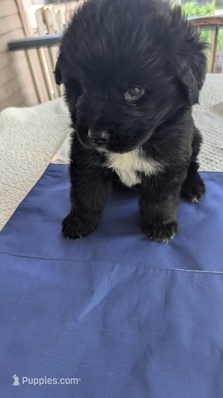 Forrest – Newfoundland puppy for sale in Cleveland, OH