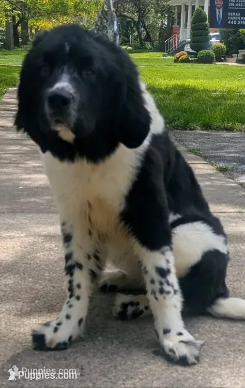 Rosie  – Newfoundland puppy for sale in Cleveland, OH