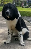 Rosie , a female Newfoundland for sale in Cleveland, OH – 4 of 5