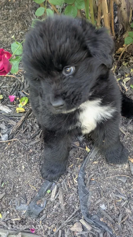 Puppertin – Newfoundland puppy for sale in Cleveland, OH
