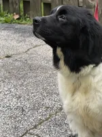 Sophie , a female Newfoundland for sale in Cleveland, OH – 6 of 10